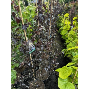 BRZOZA CZERWONA nisko szczepiona - sadzonki 120 / 150 cm